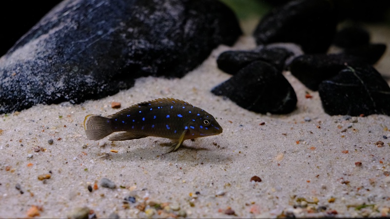 Tanganicodus sp. 'kavalla' Milima Island